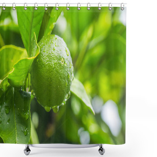 Personality  Fresh Green Lime Shower Curtains