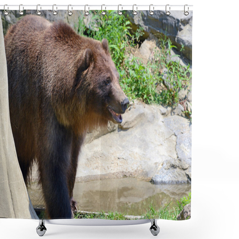 Personality  Grizzly Bear - isolated shower curtains
