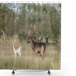 Personality  Fallow Deer During Rutting Season Shower Curtains