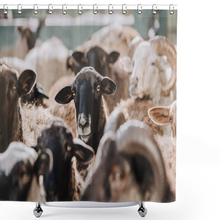 Personality  Herd Of Brown Sheep Grazing In Corral At Farm  Shower Curtains