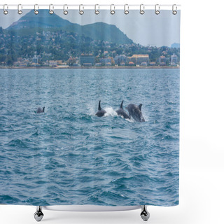 Personality  Dolphins Off The Coast Of Javea, In Alicante, Spain, From The Sea Sailing In A Boat Shower Curtains