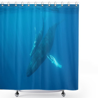 Personality  Mother And Calf Humpback Whales Shower Curtains