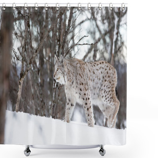 Personality  Lynx Walking In The Snow Shower Curtains