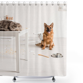 Personality  Selective Focus Of Grey Cat Lying On Table And German Shepherd Sitting On Floor In Messy Kitchen Shower Curtains