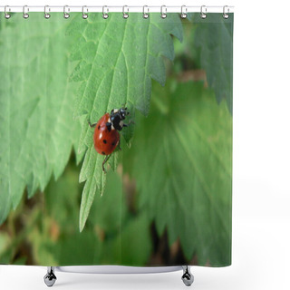Personality  Ladybird On The Green Leaf Shower Curtains