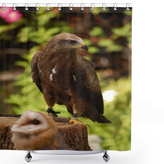 Personality  Birds Of Prey Shower Curtains