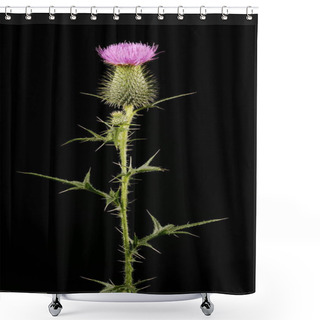 Personality  Spear Thistle (Cirsium Vulgare). Inflorescence Closeup Shower Curtains