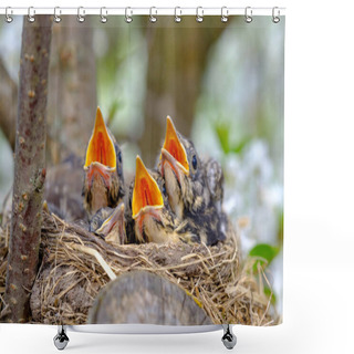 Personality  Bird Brood In Nest On Blooming Tree, Baby Birds, Nesting With Wide Open Orange Beaks Waiting For Feeding. Shower Curtains