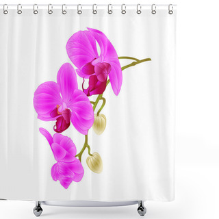 Personality  Beautiful  Orchid Purple Phalaenopsis Stem With Flowers And  Buds Closeup  Vintage  Vector Editable Illustration  Shower Curtains