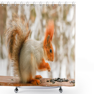 Personality  Large, Beautiful Squirrels In Bright Fur Coats With Fluffy Tails Sit On Snow-covered Trees And Quickly Click Seeds And Gnaw Nuts. Shower Curtains