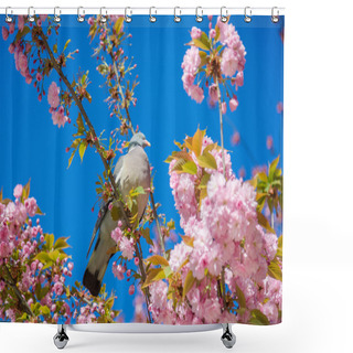 Personality  Dove Bird On Cherry Flowers Shower Curtains