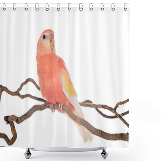 Personality  Bourke Parrot In Front Of White Background Shower Curtains