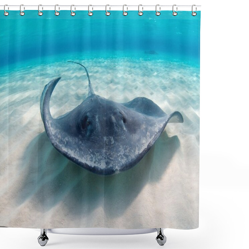 Personality  Southern Atlantic Stingray Shower Curtains
