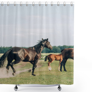 Personality  Brown Horses With Colt Grazing On Grassland Against Sky Shower Curtains