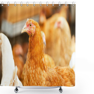 Personality  Walking Hens Shower Curtains