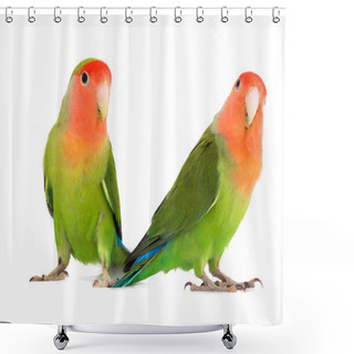 Personality  Two Lovebird Parrot Shower Curtains