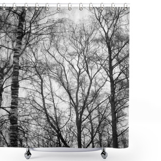 Personality  Birch Trees Shower Curtains