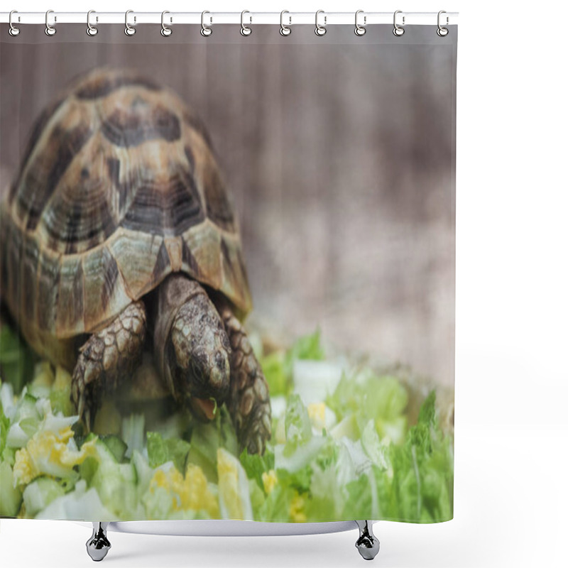 Personality  Close Up View Of Cute Turtle Eating Fresh Sliced Vegetables  Shower Curtains