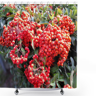 Personality  Countless Pyracantha Berries In A Hedge Shower Curtains