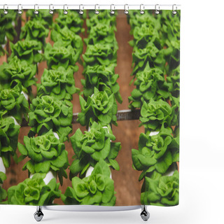 Personality  Butterhead Shower Curtains