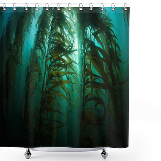 Personality  Kelp Forest Underwater In California Shower Curtains