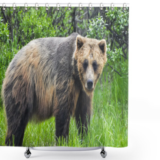 Personality  Grizzly Bear, Alaska Shower Curtains