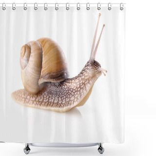 Personality  Garden Snail (Helix Aspersa) Shower Curtains