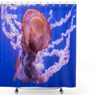 Personality  Jellyfish On Blue Background. Shower Curtains