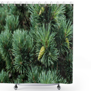 Personality  Close Up Of Needles On Green Pine Tree With Pine Cones In Summer  Shower Curtains