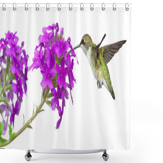 Personality  Hummingbird And A Phlox Shower Curtains
