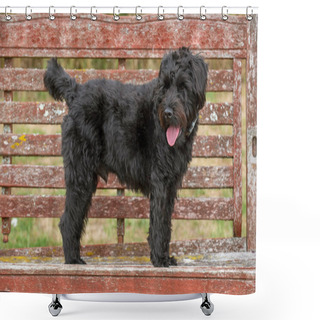 Personality  Hampshire, England, UK. August 2020. Portrait Of A Black Borderpoo Dog. A Cross Between A Border Terrier And A Poodle Shower Curtains