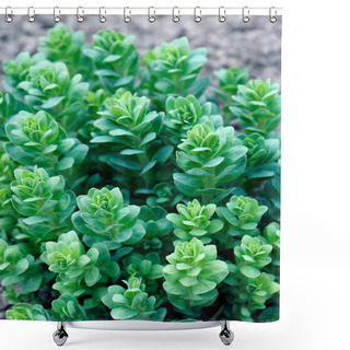 Personality  Sedum Plant Also Known As Stonecrop Or Crassula In A Flowerbed Shower Curtains