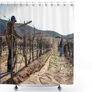 Personality  Ensenada, Baja California Norte, Mexico, January 8th, 2019, Mexican Worker Trimming Wine Crops In Valle De Guadalupe Shower Curtains