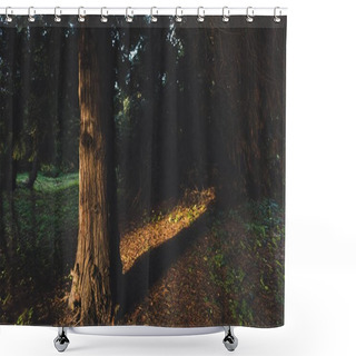 Personality  Trees In Autumn Forest Shower Curtains