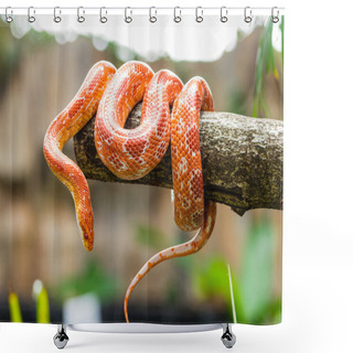 Personality  Corn Snake Shower Curtains