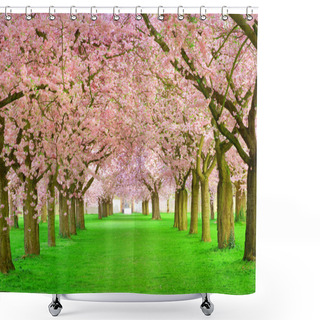 Personality  Avenue Of Spring Pink Blossom Trees Shower Curtains