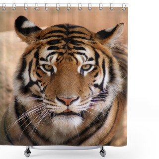 Personality  Tiger Face With Mouth Slightly Open Shower Curtains