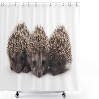 Personality  Three Little Hedgehogs. Shower Curtains