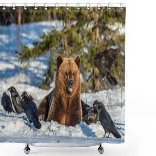 Personality  Brown Bear And Ravens On A Snow-covered Swamp In The Winter Forest. Sunset Light. Eurasian Brown Bear, Scientific Name: Ursus Arctos Arctos. Natural Habitat. Shower Curtains