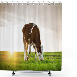 Personality  Cow Grazing In Fresh Pastures Shower Curtains