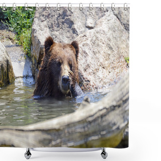 Personality  Grizzly Bear - Isolated Shower Curtains