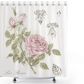 Personality  Rose Botanical Illustratoin Shower Curtains