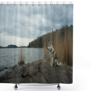 Personality  Malamute Dog Standing On Lake Rocky Shore Against Water, Karelian Isthmus, Russian Federation Shower Curtains