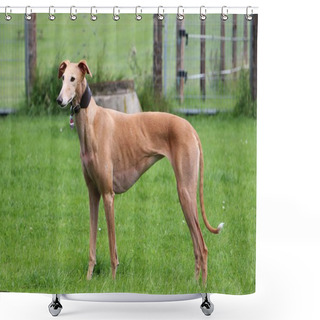 Personality  Brown Galgo Is Standing In The Garden Shower Curtains