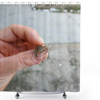 Personality  A Little Cancer In A Woman's Hand. Larvae Of River Cancer. Shower Curtains