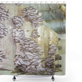 Personality  Oyster Mushrooms Cultivation Shower Curtains