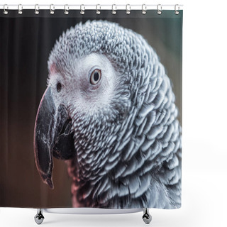 Personality  Close Up View Of Vivid Grey Parrot Looking At Camera Shower Curtains