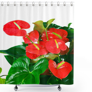 Personality  Red Anthurium Flowers Shower Curtains
