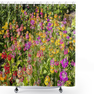 Personality  Arresting Display Of Multicoloured Candelabra Primula In A Flowerbed In English Park. Shower Curtains