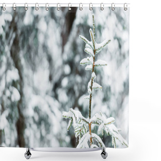Personality  Close Up View Of Spruce Branches Covered With Snow Shower Curtains